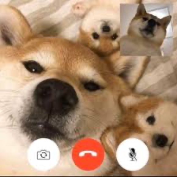 Meet your Posher, Kira - Picture 1 of 2